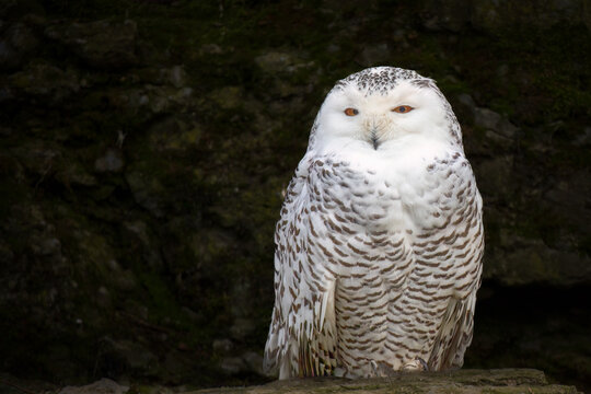 low key portrait of a white snowy owl
