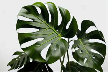 Monstera leaves on a white background, close-up, copy space. Generative AI