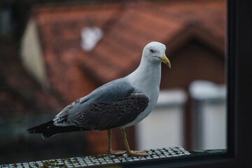 A seagull sits on a window sill, close-up.