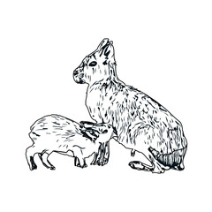 black and white sketch of a mouse deer with transparent background