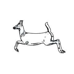 black and white sketch of a mouse deer with transparent background