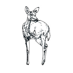 black and white sketch of a mouse deer with transparent background