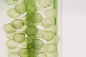 close up of process production and experiment of fuel. Photobioreactor in laboratory of algae fuel, biofuel industry project, Algae research in industrial laboratories for medicine.