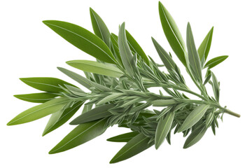 Fresh green organic tarragon leaves, transparent image without background, isolated, created with Generative AI - obrazy, fototapety, plakaty