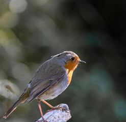 Robin bird erithacus rubecula