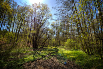 Bächlein im Wald