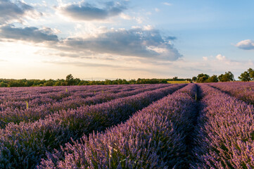 Fototapeta na wymiar Detail of a lavender field in the Southern French Provence, on a sunny summer afternoon.
