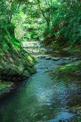 Fototapeta premium 川と木々