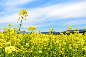 Obraz premium 菜の花畑 宮城県鳴子にて 