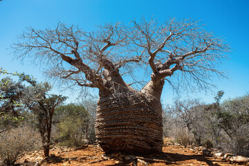 Majestic Grandmother Fony baobab, (Adansonia rubrostipa), Oldest part of the tree an estimated 1,600 years old. Tsimanampetsotsa national park. Madagascar wilderness landscape.
