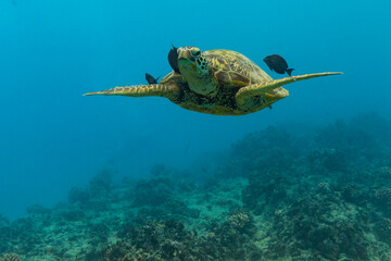 Turtle with fish swimming in sea