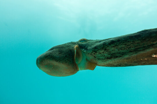 Low angle view of octopus swimming in sea