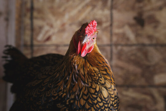 Close-up portrait of hen in chicken coop