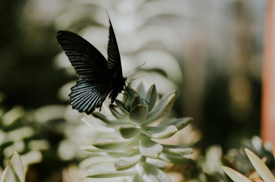 Fototapeta Close-up of butterfly on plant