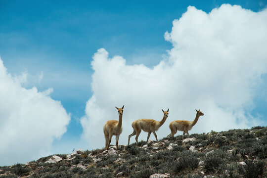 Low angle view of llamas walking on grassy hill against cloudy sky