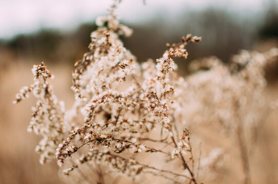 Close-up of dry plant