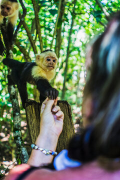 Cropped image of woman holding Wild capuchin monkey's hand in forest