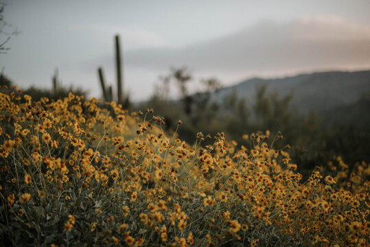 Close-up of yellow flowers growing on field - Powered by Adobe