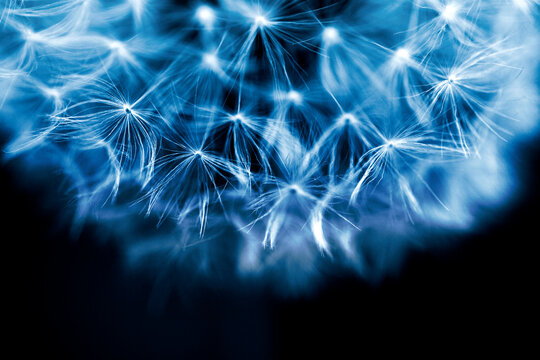 Extreme close-up of dandelion flower - Powered by Adobe
