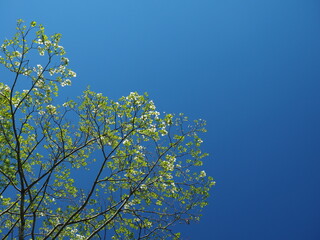 Fresh green leaves against blue sky.
