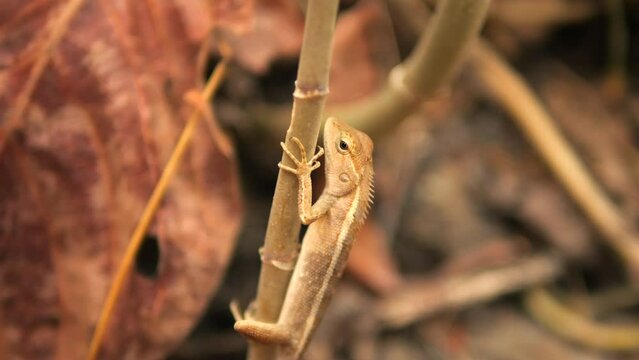 Tropical Oriental Garden Lizard aslo known as Calotes Versicolor 4K Slow Motion Asian Wild Life Concept Footage, Thailand.
