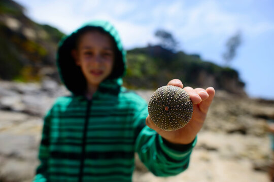 Boy holding sea urchin while standing at beach