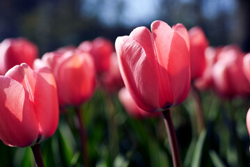Close-up of red tulips blooming at Keukenhof Gardens