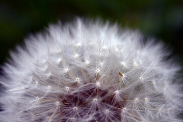 Close-up of dandelion blooming at park