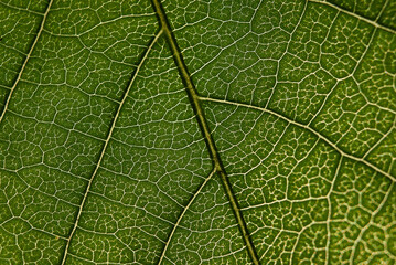 Overhead view of textured leaf