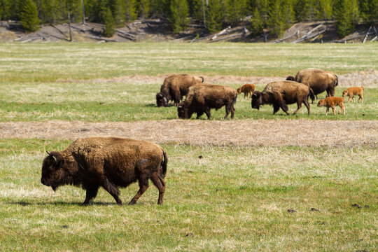 Side view of American Bisons and calves walking on grassy field