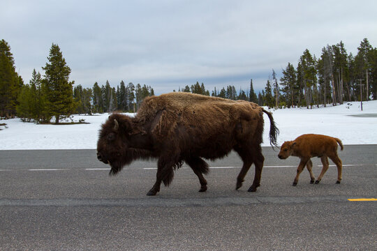 Full length side view of American bison and calf walking on road at Yellowstone National Park during winter