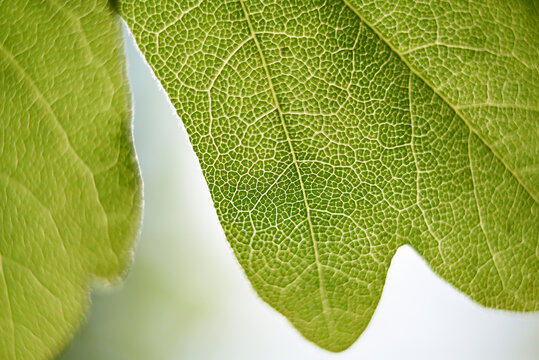 Close-up of textured leaf