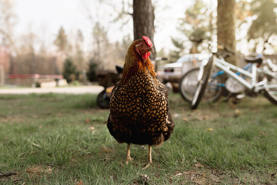 Hen on grassy field against trees