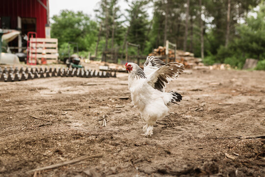 Free range hen flapping wings at poultry farm