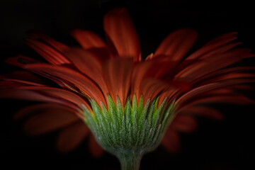 Close-up of gerbera daisy against black background