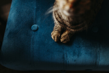High angle view of cat on chair