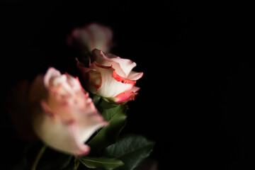 Close-up roses against black background