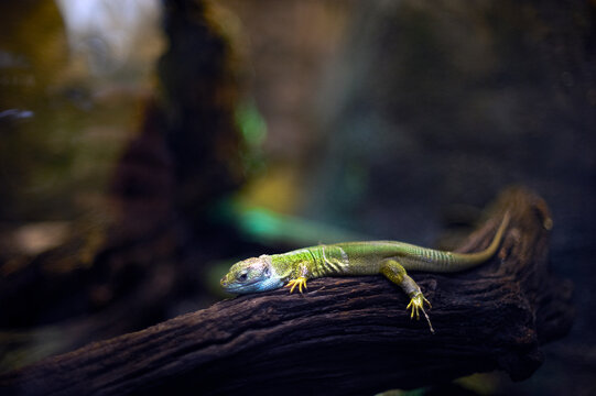 Gecko on tree branch