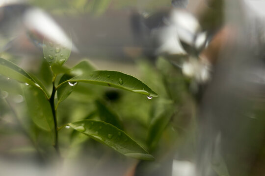 Close-up of wet leaves on plants at park
