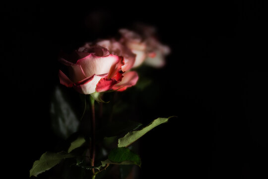 Roses against black background