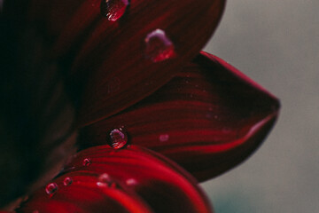 Close-up of dew drops on gazania