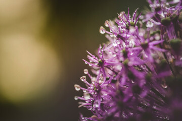 Close-up of wet flowers blooming in park