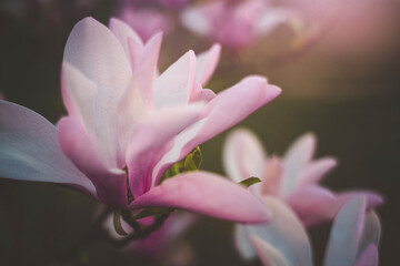 Close-up of flowers blooming in park