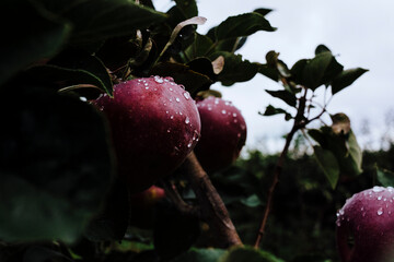 Close-up of wet apples growing on tree