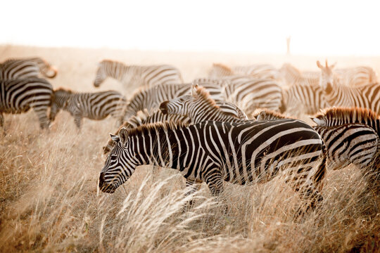 Zebras standing on field against sky at Serengeti National Park
