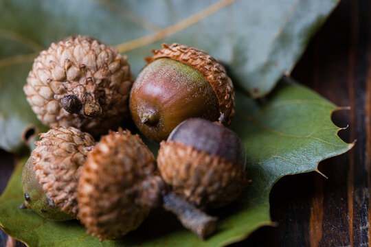 Close-up of acorns on leaves at wooden table - Powered by Adobe