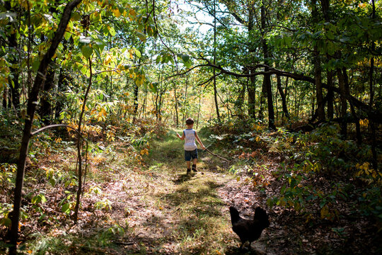 Rear view of boy hiking amidst trees in forest