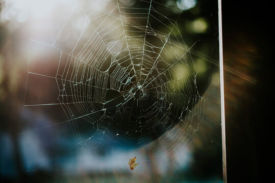 Close-up of damaged spider web on sunny day