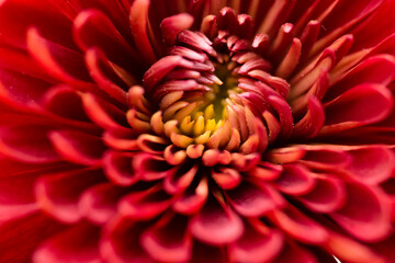 Close-up of chrysanthemum