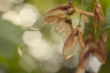Close-up of sycamore seeds hanging on tree